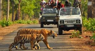 MUDUMALAI JEEP SAFARI (TAMIL NADU) 2025